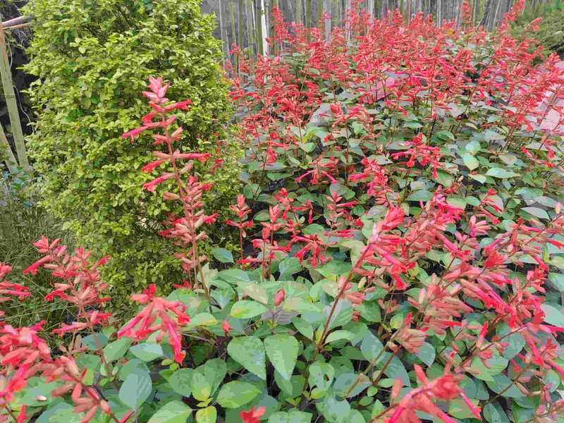 随葬品在安葬的应用