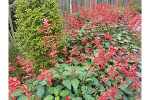 随葬品在安葬的应用